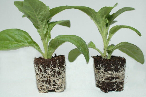 COCO PEAT PLUGS NPK INFUSED by PLUG LIFE Propagation Starter Cubes Tra ...